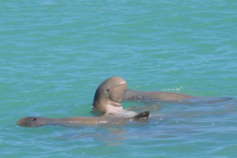 Snubfin Dolphin Eco Cruise From Broome - Hotel Gold Coast 2