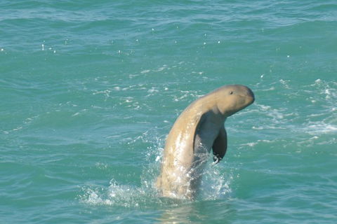 Snubfin Dolphin Eco Cruise From Broome - Hotel Gold Coast 11