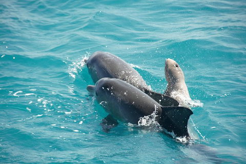 Snubfin Dolphin Eco Cruise From Broome - Hotel Gold Coast 6