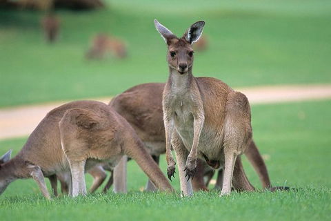 Full-Day Perth, Fremantle, Swan Valley & Wildlife Park - Hotel Gold Coast 1