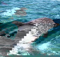 Half-Day Mandurah Canals  Dolphin Watch Tour - Hotel Gold Coast