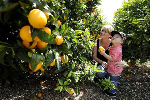 Half-Day Swan Valley Walk & Fruit Orchard - Hotel Gold Coast 1