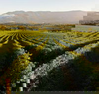 Half-Day Swan Valley Walk  Fruit Orchard - Hotel Gold Coast