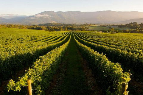 Half-Day Swan Valley Walk & Fruit Orchard - Hotel Gold Coast 0