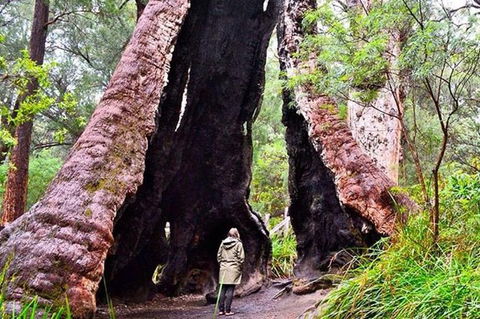 Margaret River Wineries, Caves, Ocean And Karri - Air & Ground Tour - Hotel Gold Coast 0
