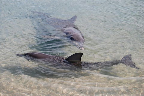 Monkey Mia Dolphins & Shark Bay Air Tour From Perth - Hotel Gold Coast 4