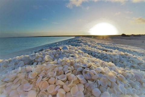 Monkey Mia Dolphins & Shark Bay Air Tour From Perth - Hotel Gold Coast 5