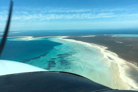 Monkey Mia Dolphins & Shark Bay Air Tour From Perth - Hotel Gold Coast 8