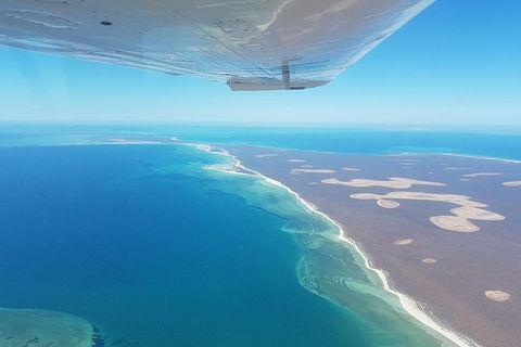 Monkey Mia Dolphins & Shark Bay Air Tour From Perth - Hotel Gold Coast 3