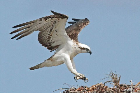Shipwreck Special Nature Tour/Half Day Tour - Hotel Gold Coast 4