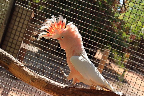 3 In 1 Tour: Matsoâ€™s Brewery, 12 Mile Bird Park & Malcolm Douglas Crocodile Park - Hotel Gold Coast 9