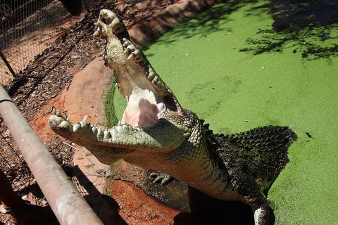 3 In 1 Tour: Matsoâ€™s Brewery, 12 Mile Bird Park & Malcolm Douglas Crocodile Park - Hotel Gold Coast 3