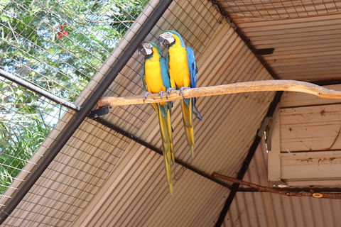 3 In 1 Tour: Matsoâ€™s Brewery, 12 Mile Bird Park & Malcolm Douglas Crocodile Park - Hotel Gold Coast 11