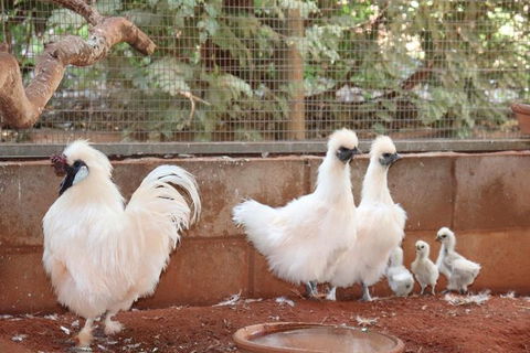 3 In 1 Tour: Matsoâ€™s Brewery, 12 Mile Bird Park & Malcolm Douglas Crocodile Park - Hotel Gold Coast 17