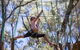 Busselton High Ropes And Zipline Adventure - thumb 1