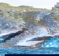 Jet Boat Whale Watching Safari from Dunsborough - Hotel Gold Coast