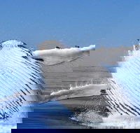 Whale Watching Busselton Departing from Busselton Jetty - Hotel Gold Coast