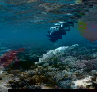 3 Night Ningaloo Reef Snorkel and Dive Getaway from Coral Bay - Hotel Gold Coast