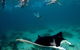 3 Night Ningaloo Reef Snorkel And Dive Getaway From Coral Bay - thumb 6