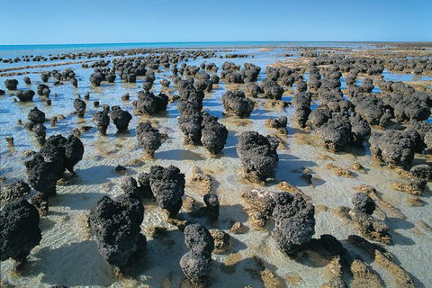 6-Day Coral Coaster From Perth To Exmouth One-Way Via Monkey Mia Ningaloo Reef - Hotel Gold Coast 7