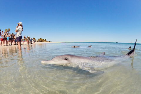 6-Day Coral Coaster From Perth To Exmouth One-Way Via Monkey Mia Ningaloo Reef - Hotel Gold Coast 9