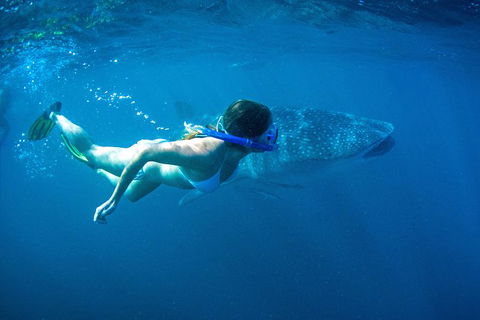 6-Day Coral Coaster From Perth To Exmouth One-Way Via Monkey Mia Ningaloo Reef - Hotel Gold Coast 10