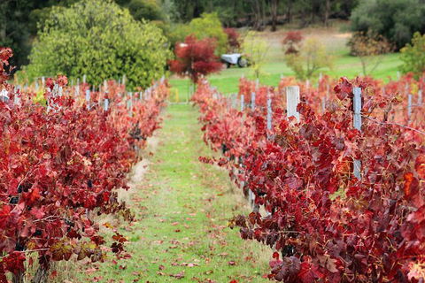 Cider, Wine & Cheese In The Perth Hills - Half-Day Premium Small Group Tour - Hotel Gold Coast 6