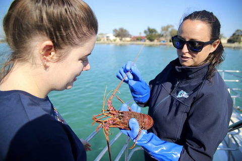Mandurah Dolphin And Scenic Marine Cruise - Hotel Gold Coast 8