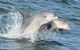 Mandurah Dolphin And Scenic Marine Cruise - thumb 12