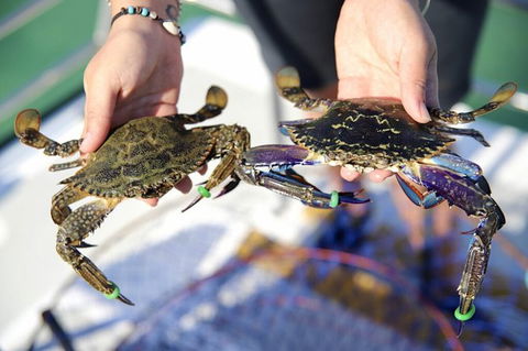 Mandurah Dolphin And Scenic Marine Cruise - Hotel Gold Coast 15