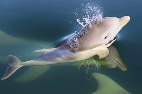 Mandurah Dolphin And Scenic Marine Cruise - Hotel Gold Coast 4