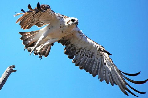 Mandurah Dolphin And Scenic Marine Cruise - Hotel Gold Coast 11