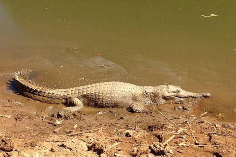 Amazing Windjana Gorge And Tunnel Creek Adventure From Broome - Hotel Gold Coast 7