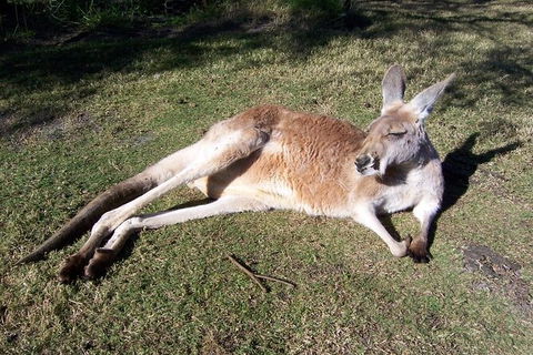 Swan Valley Private Tour - Hotel Gold Coast 4