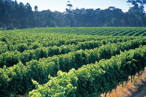 Swan Valley Private Tour - Hotel Gold Coast 9