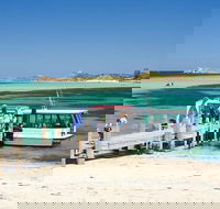 Penguin Island and Caversham Wildlife Park Day Trip From Perth - Hotel Gold Coast