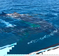 Busselton Whale Watching - Hotel Gold Coast