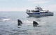 Busselton Whale Watching Eco Tour - thumb 0