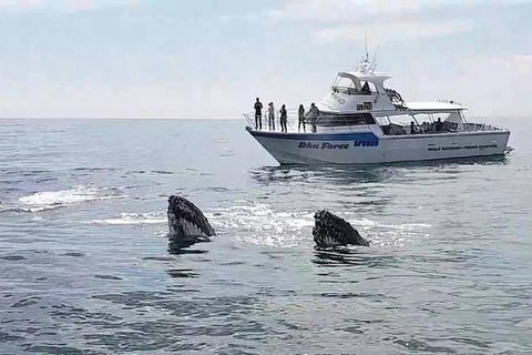 Busselton Whale Watching Eco Tour - Hotel Gold Coast 0