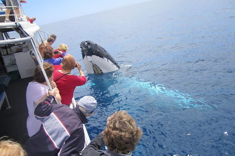 Busselton Whale Watching Eco Tour - Hotel Gold Coast 1