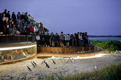 1 Day Private Phillip Island Tour (VIP Charter Up To 9 People) - Hotel Gold Coast 0
