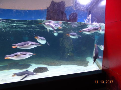 SEA LIFE Melbourne Aquarium Admission Ticket - Hotel Gold Coast 6