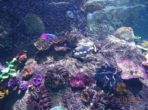 SEA LIFE Melbourne Aquarium Admission Ticket - Hotel Gold Coast 3
