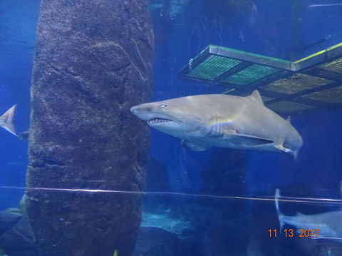 SEA LIFE Melbourne Aquarium Admission Ticket - Hotel Gold Coast 5