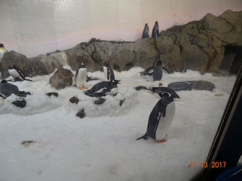 SEA LIFE Melbourne Aquarium Admission Ticket - Hotel Gold Coast 4