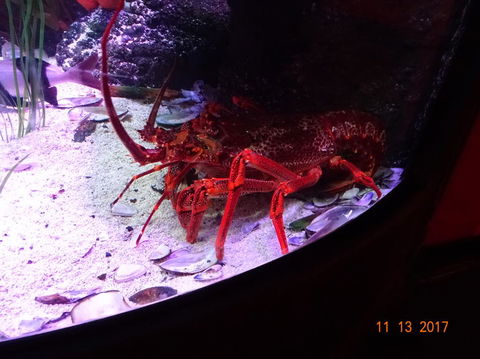 SEA LIFE Melbourne Aquarium Admission Ticket - Hotel Gold Coast 11