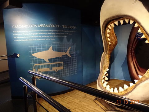 SEA LIFE Melbourne Aquarium Admission Ticket - Hotel Gold Coast 10