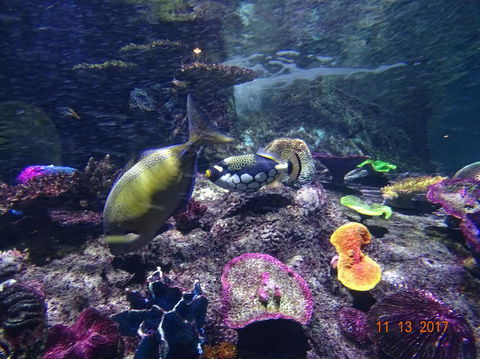 SEA LIFE Melbourne Aquarium Admission Ticket - Hotel Gold Coast 8