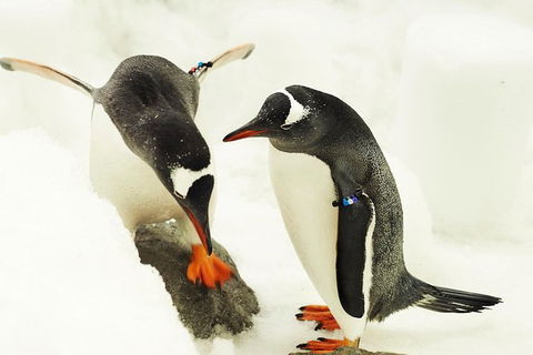 SEA LIFE Melbourne Aquarium Admission Ticket - Hotel Gold Coast 15