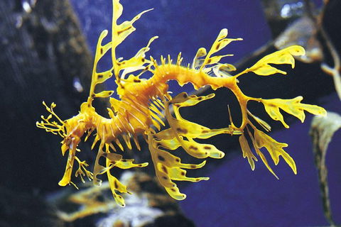 SEA LIFE Melbourne Aquarium Admission Ticket - Hotel Gold Coast 19